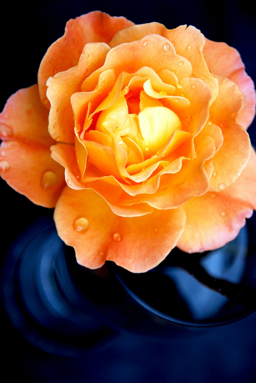 Orange Rose Iphone Wallpapers