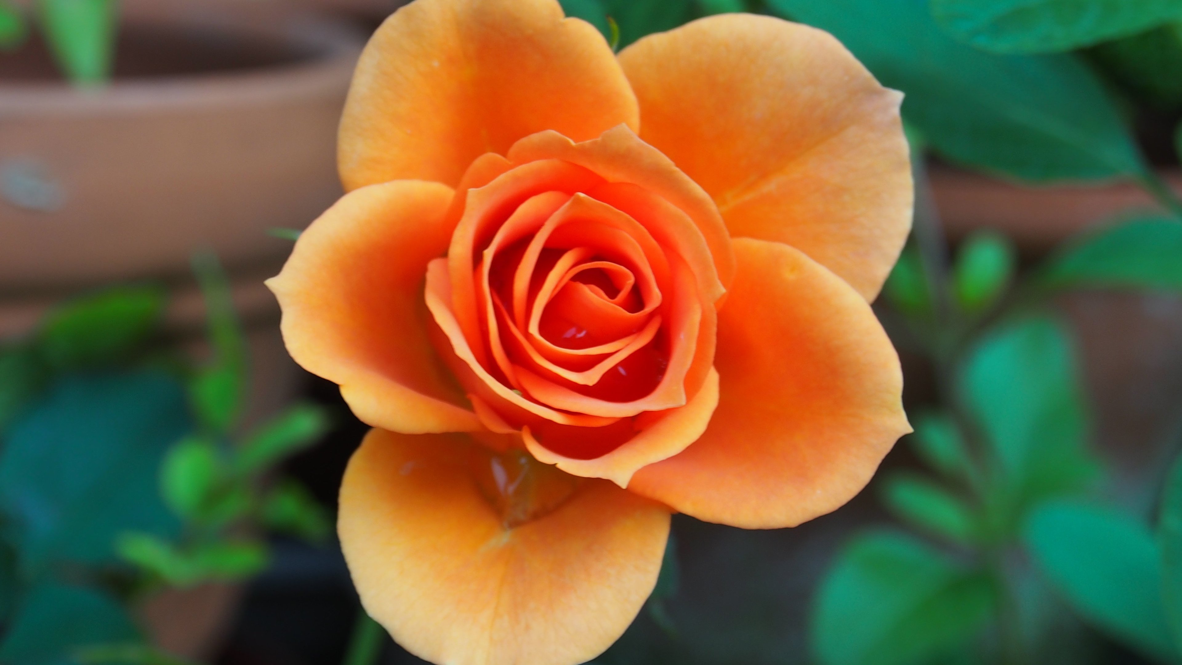 Orange Rose Iphone Wallpapers