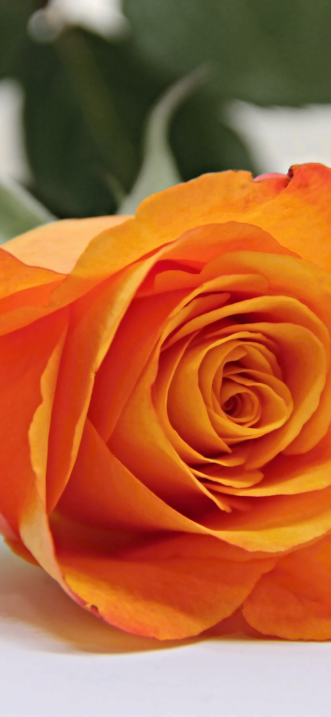 Orange Rose Iphone Wallpapers