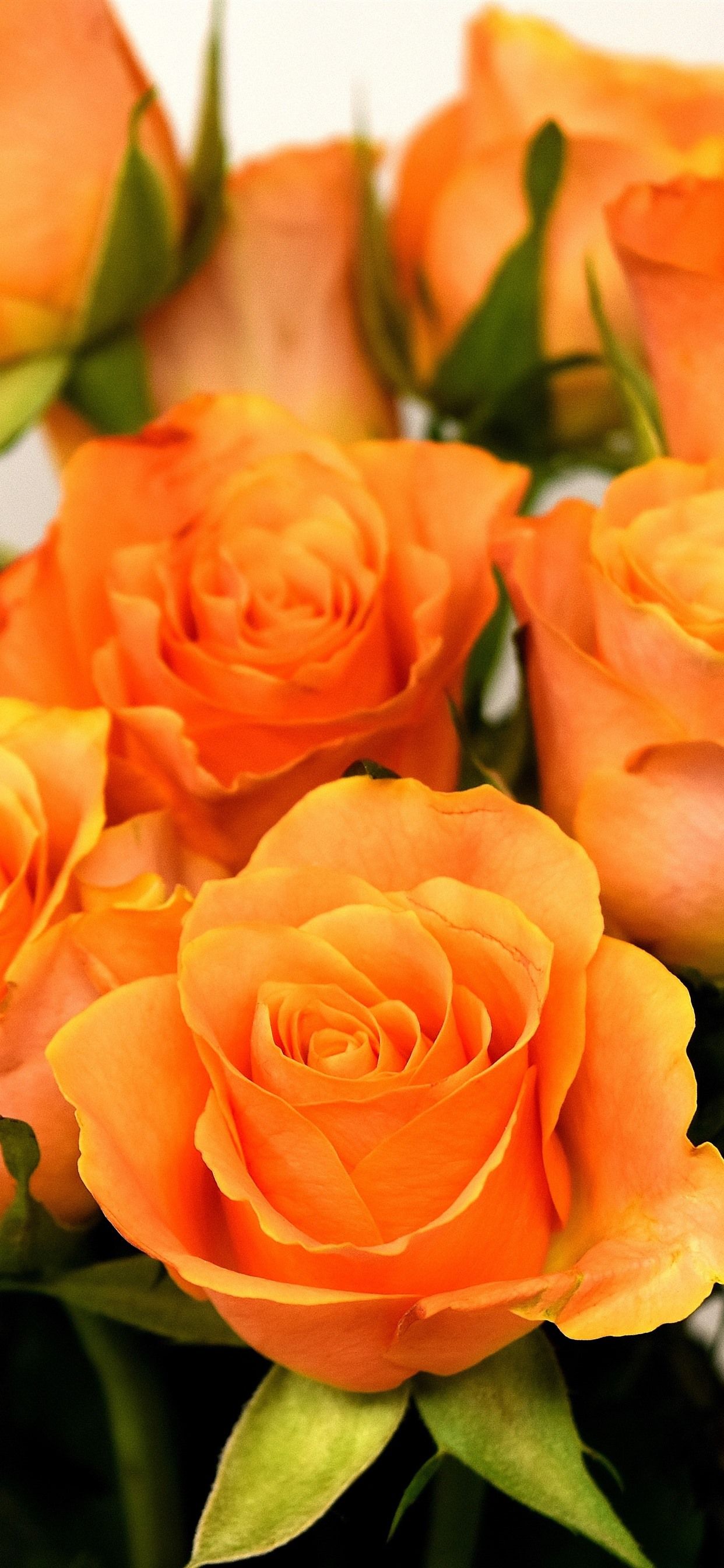 Orange Rose Iphone Wallpapers