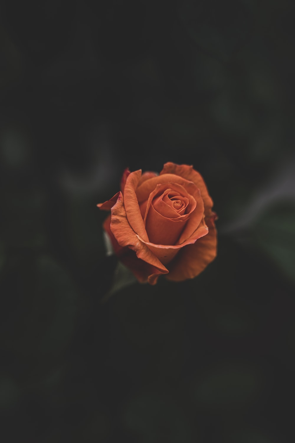 Orange Rose Iphone Wallpapers