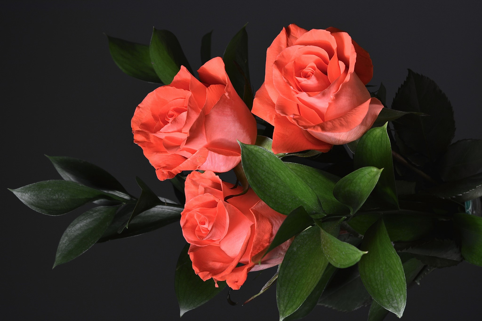 Orange Roses Desktop Wallpapers