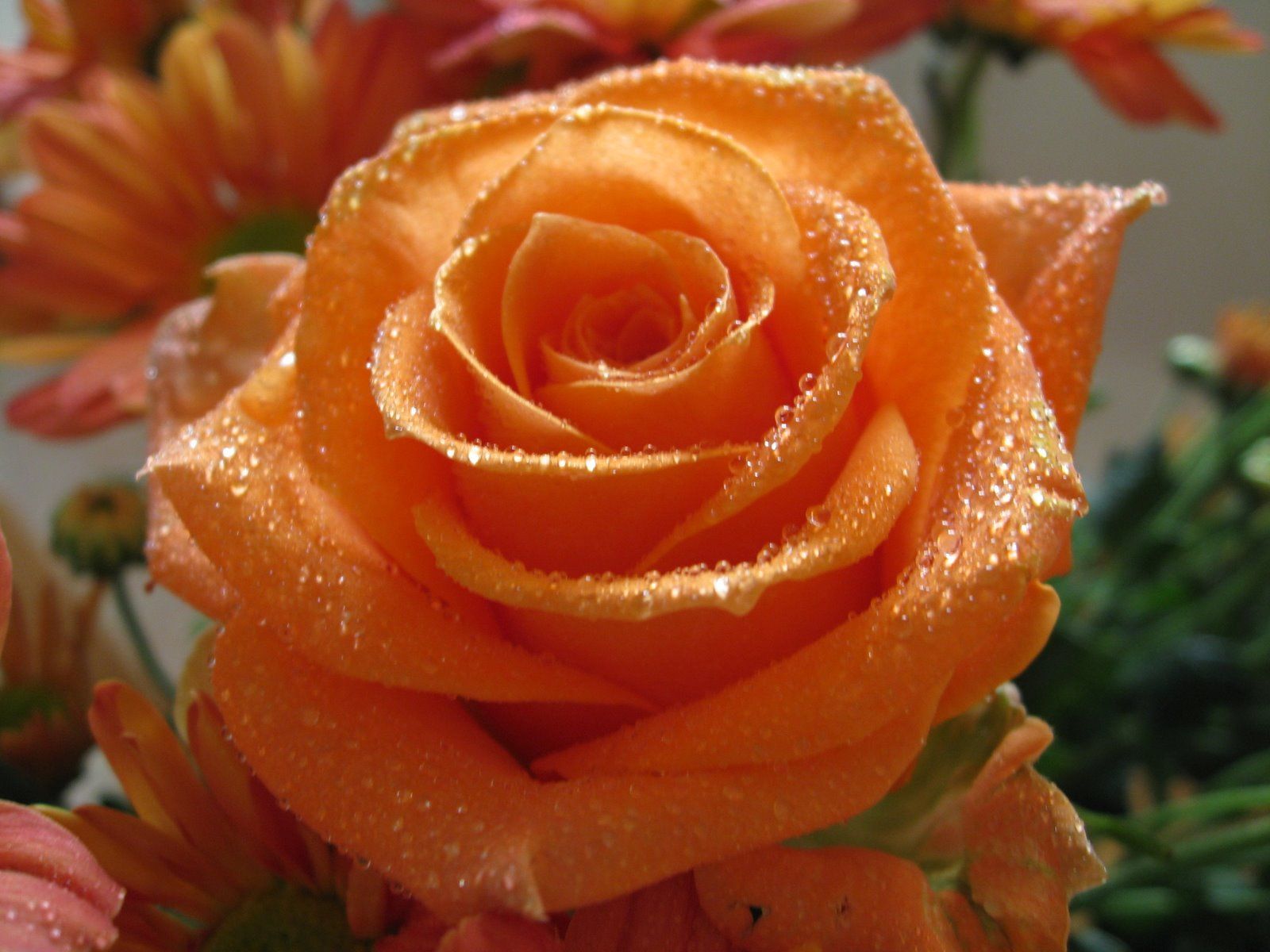 Orange Roses Wallpapers