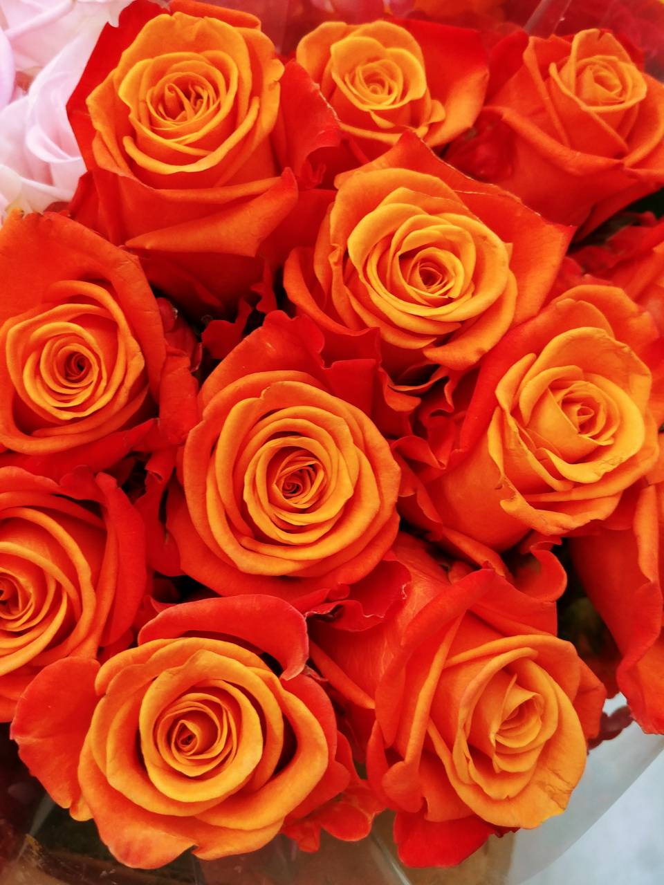 Orange Roses Wallpapers