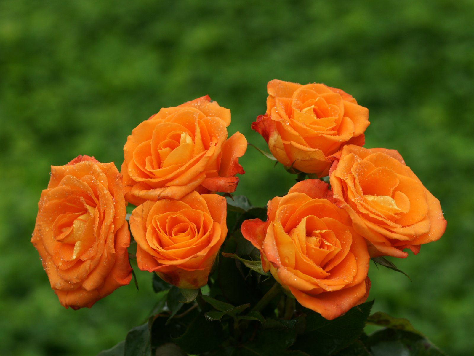 Orange Roses Wallpapers