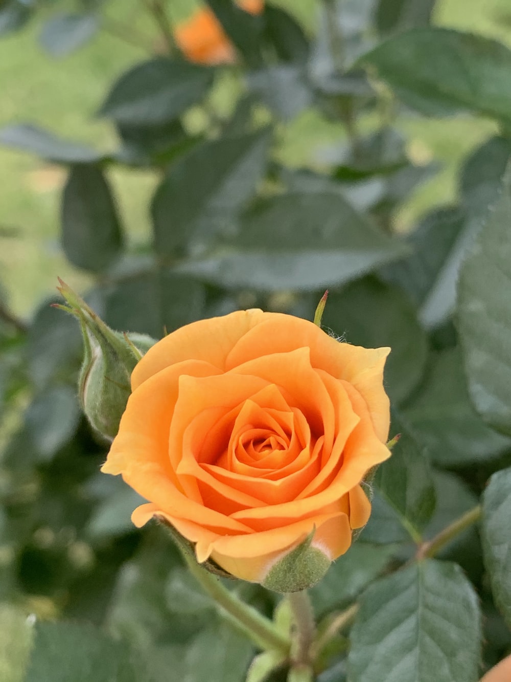 Orange Roses Wallpapers