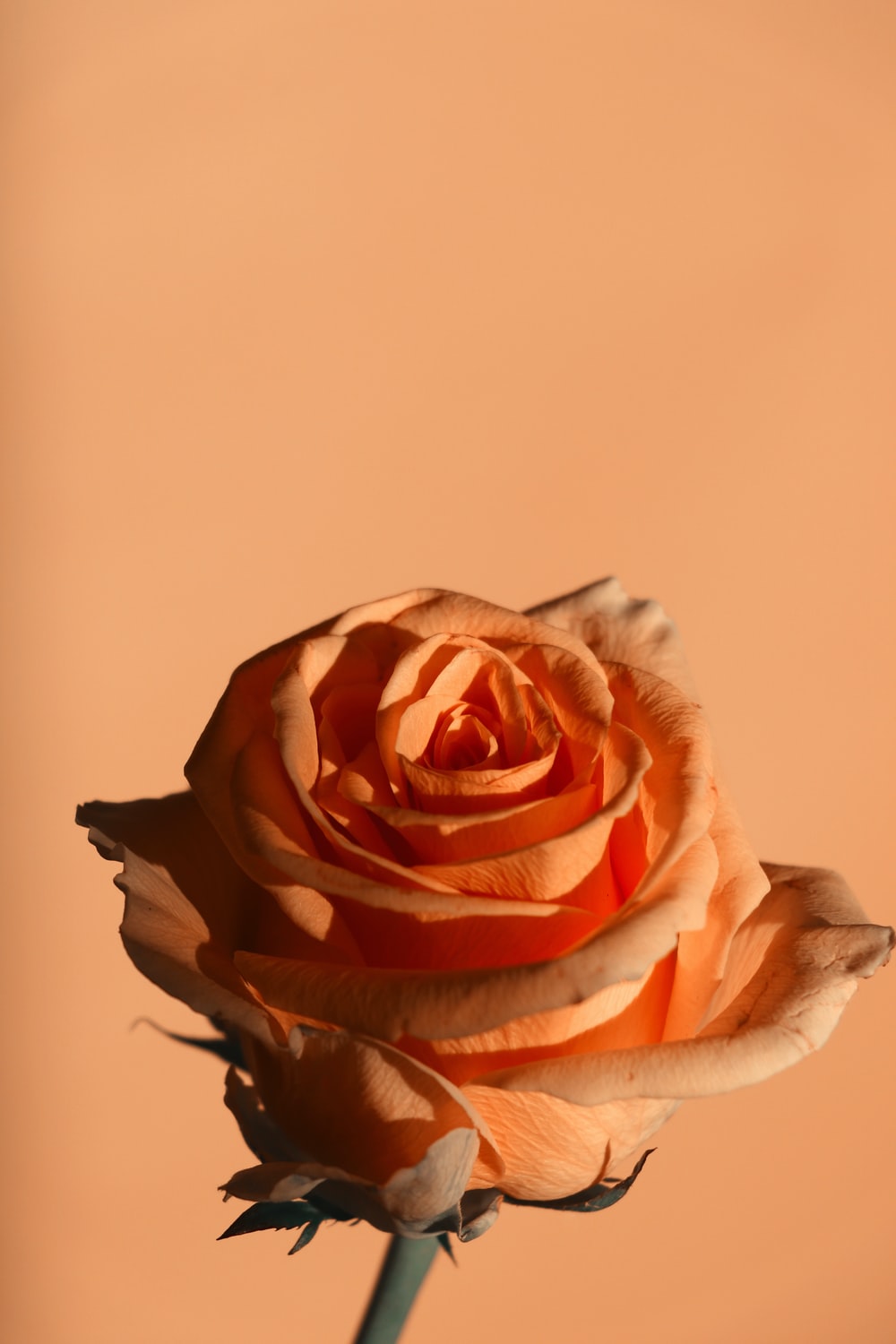 Orange Roses Wallpapers