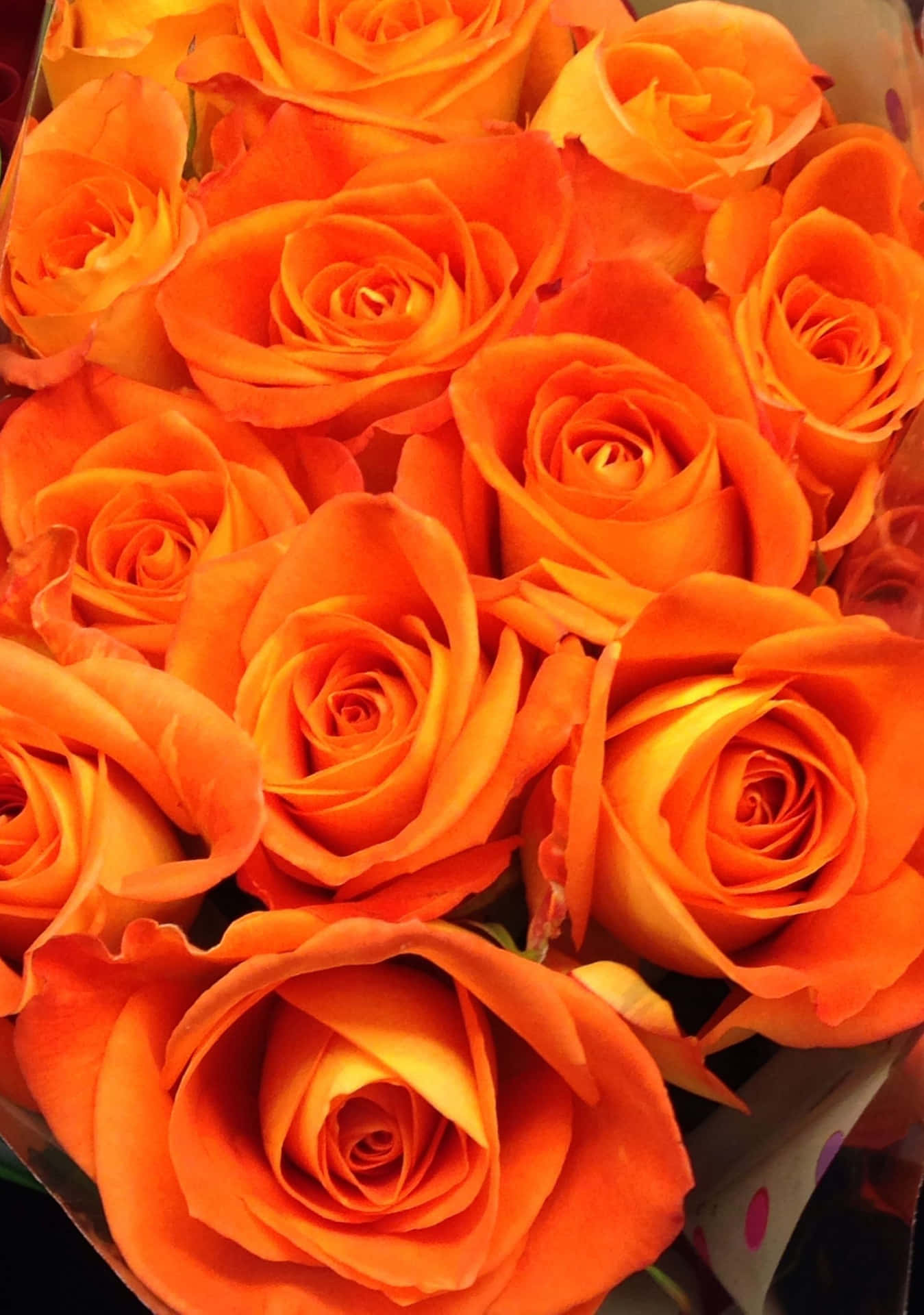 Orange Roses Wallpapers