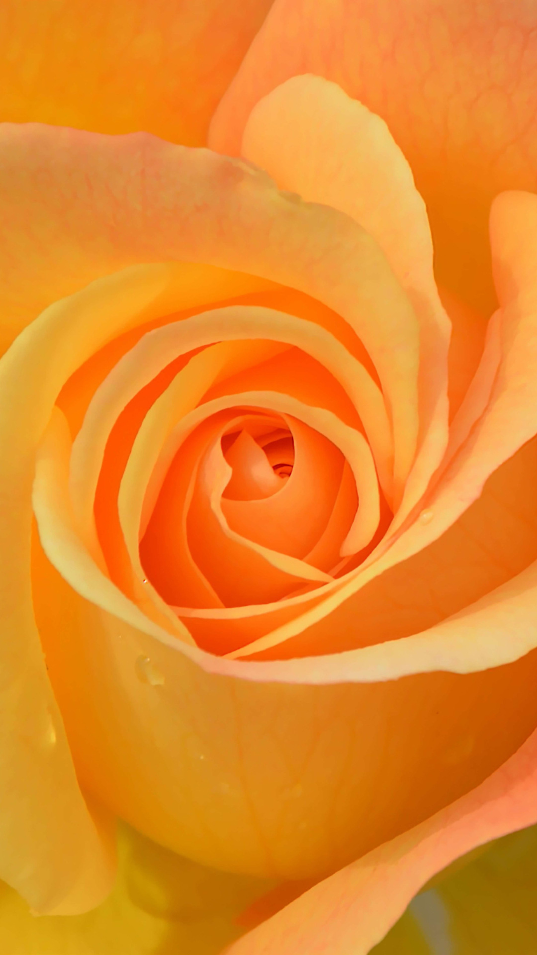 Orange Roses Wallpapers