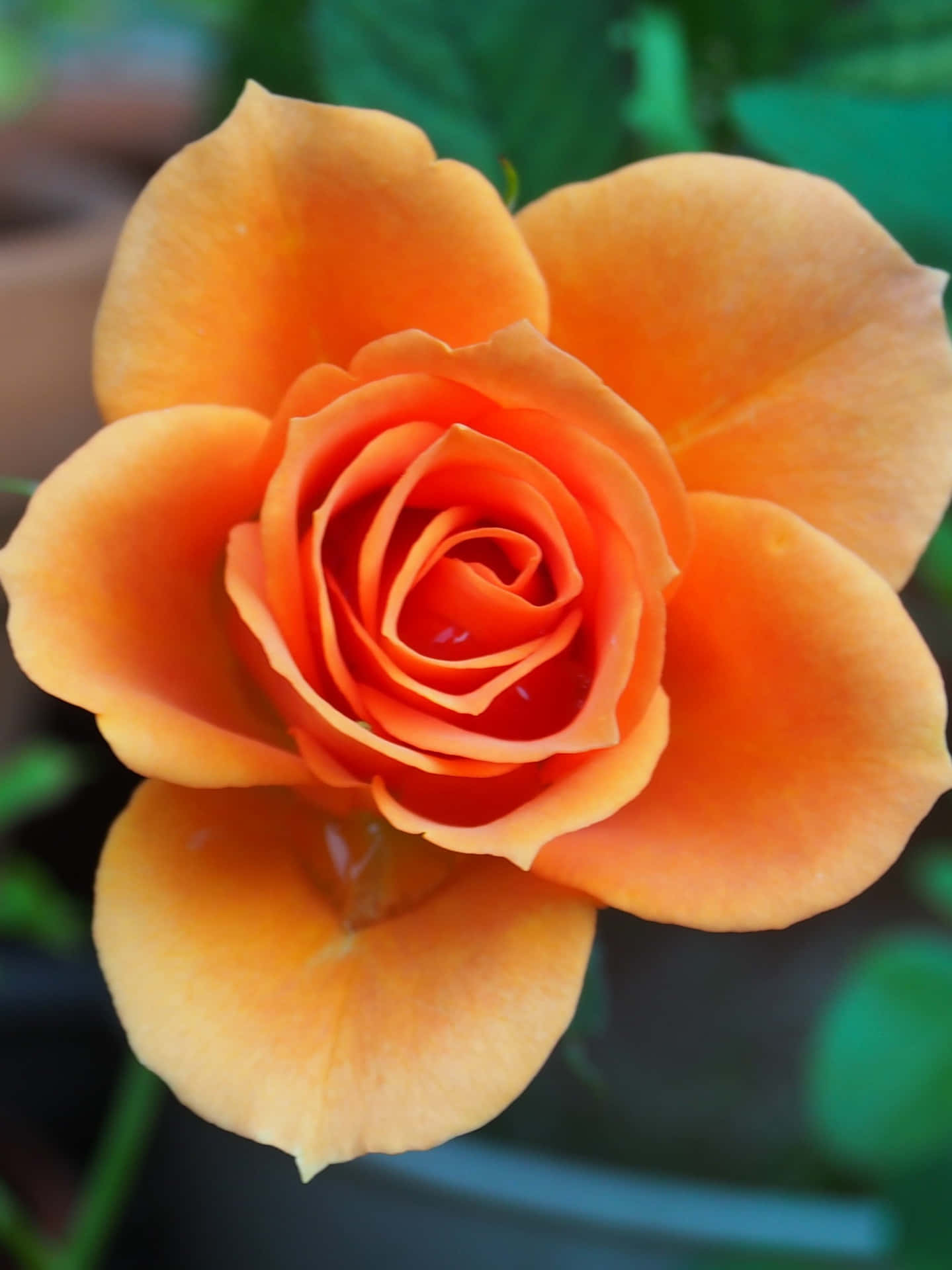 Orange Roses Wallpapers