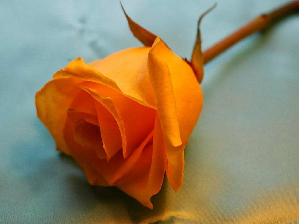 Orange Roses Wallpapers