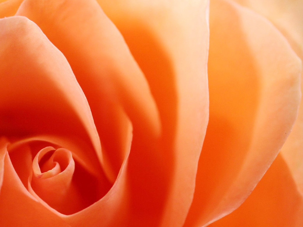 Orange Roses Wallpapers