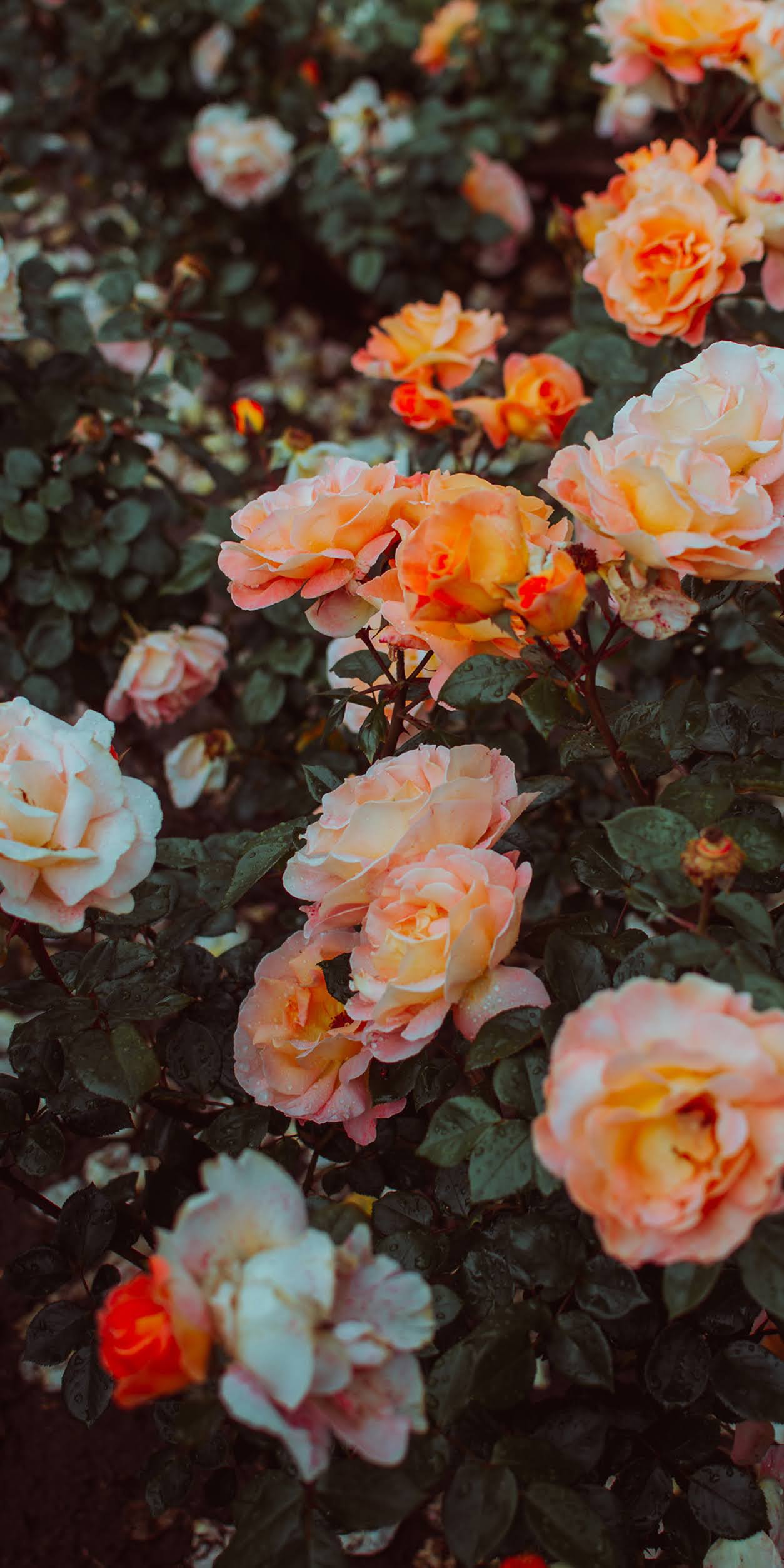 Orange Roses Wallpapers