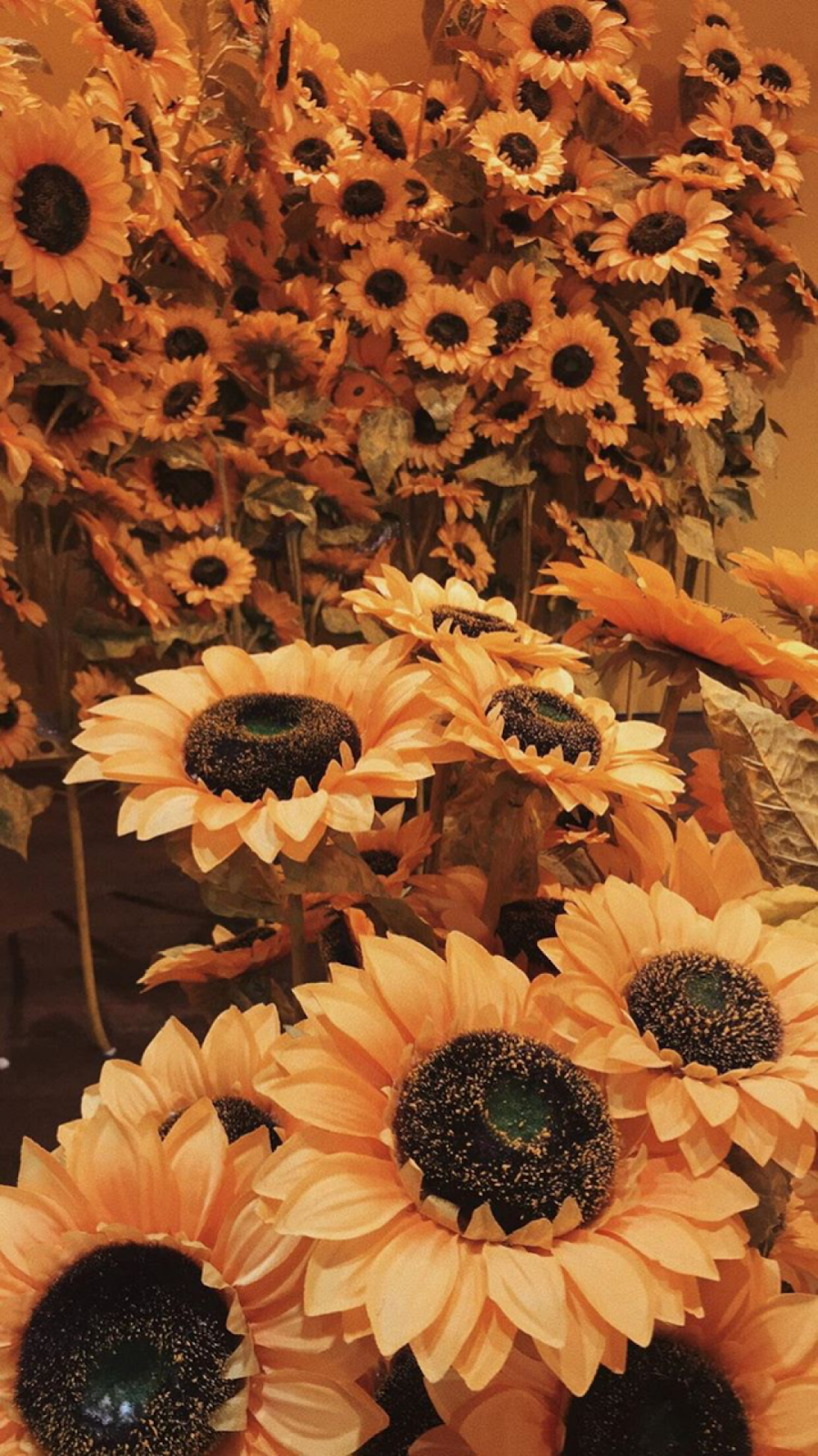 Orange Sunflower Wallpapers