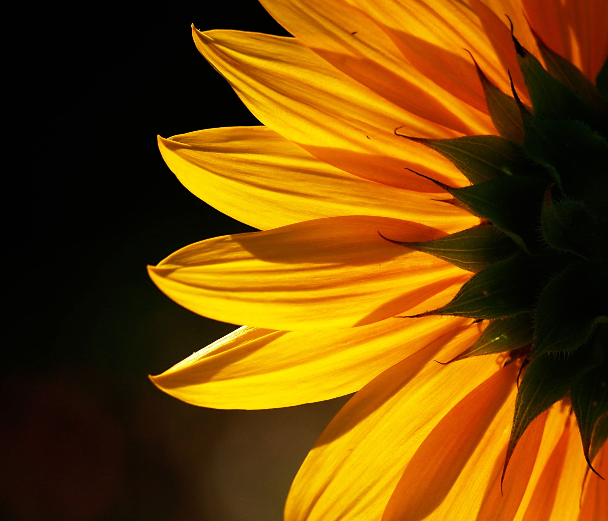 Orange Sunflower Wallpapers