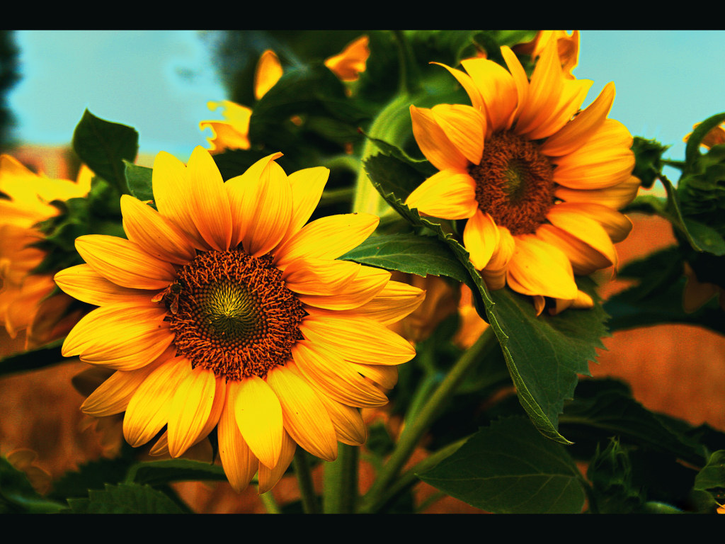 Orange Sunflower Wallpapers