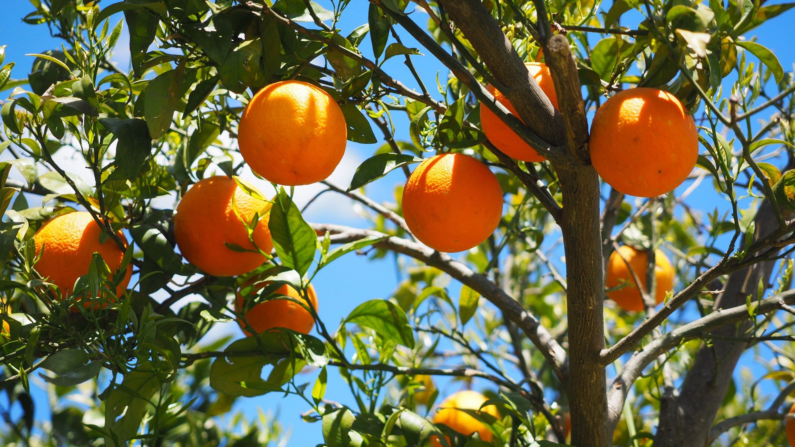 Orange Tree Wallpapers