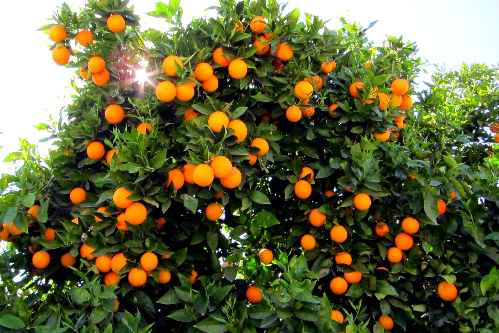 Orange Tree Wallpapers