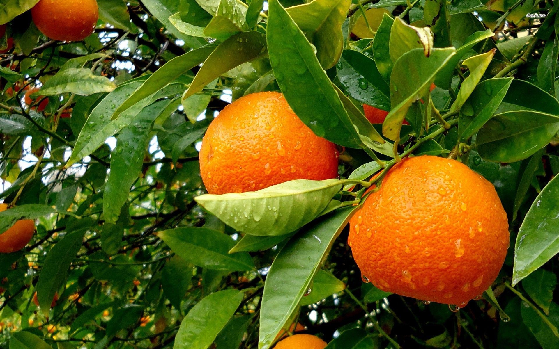 Orange Tree Wallpapers