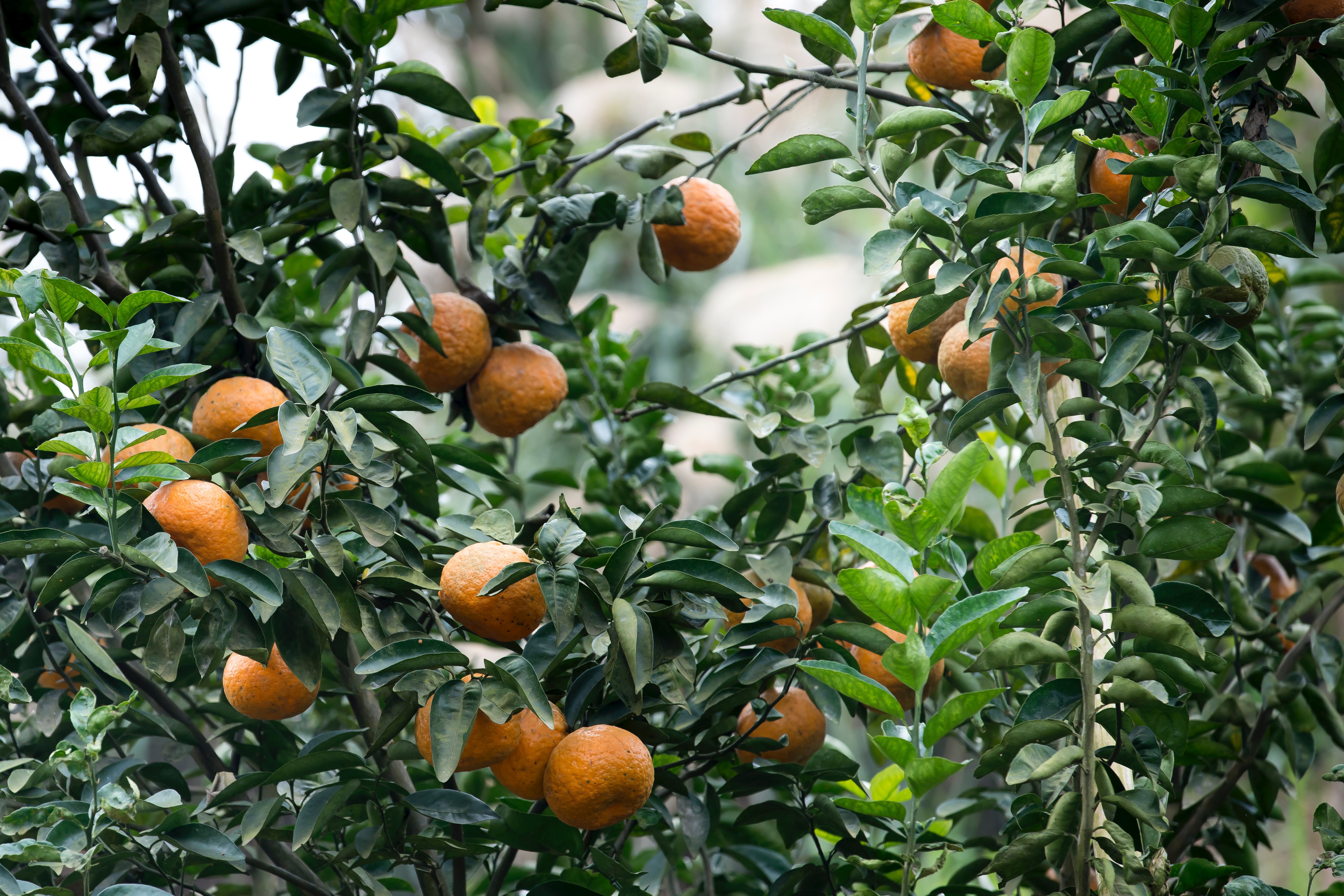 Orange Tree Wallpapers