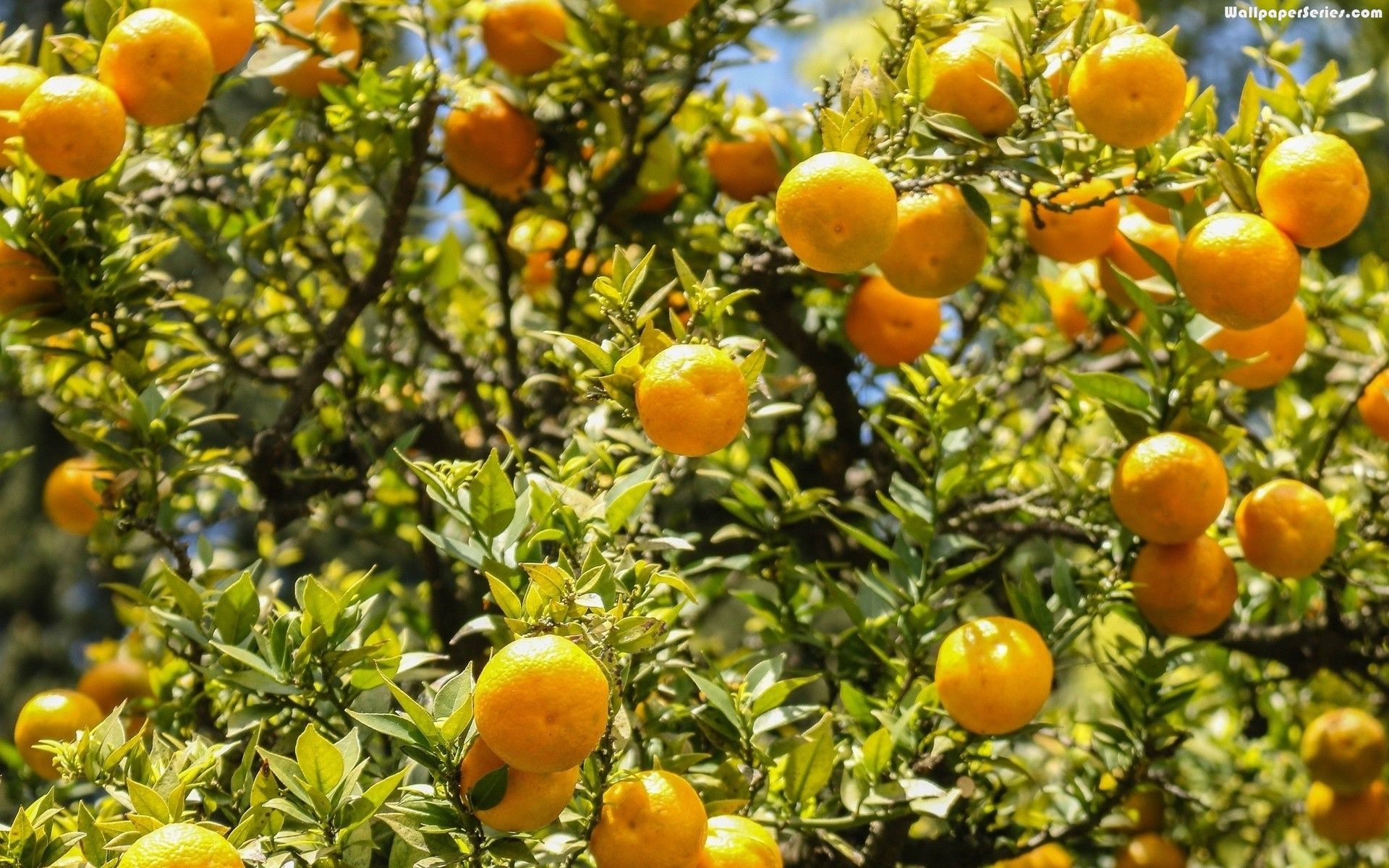 Orange Tree Wallpapers