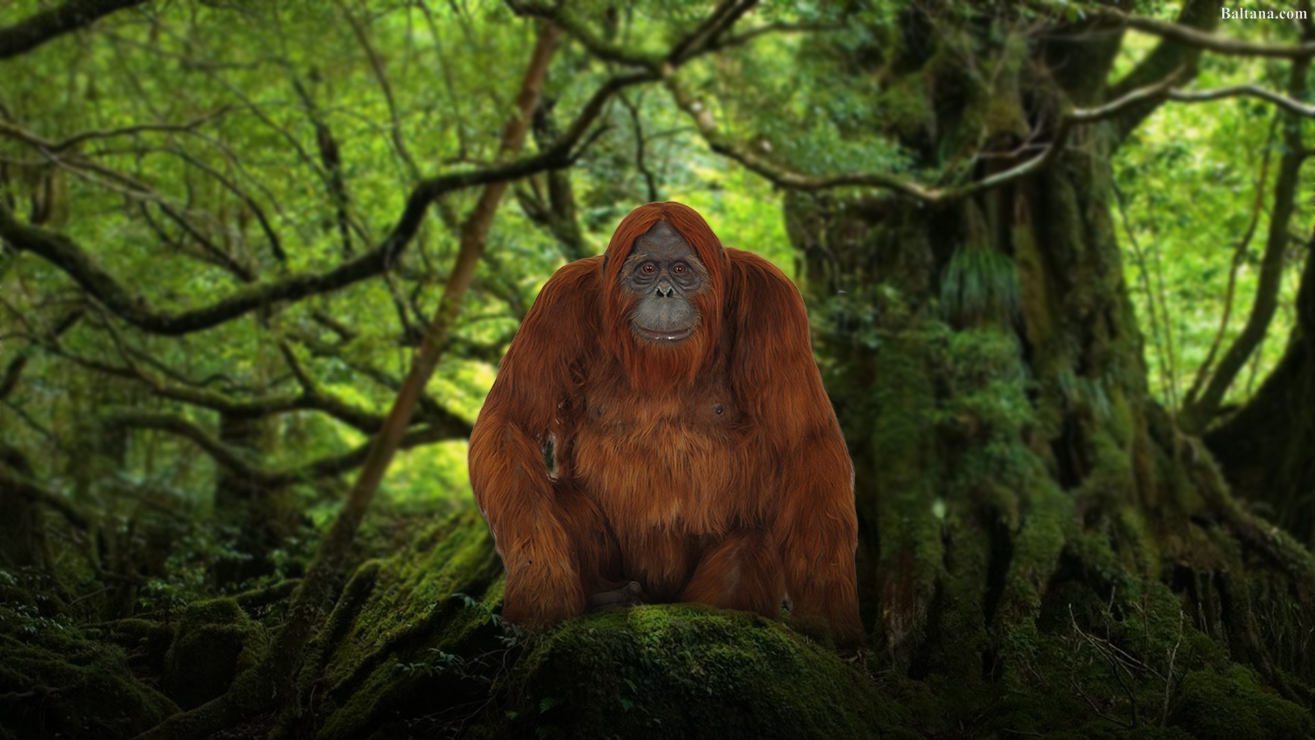 Orangutan Wallpapers