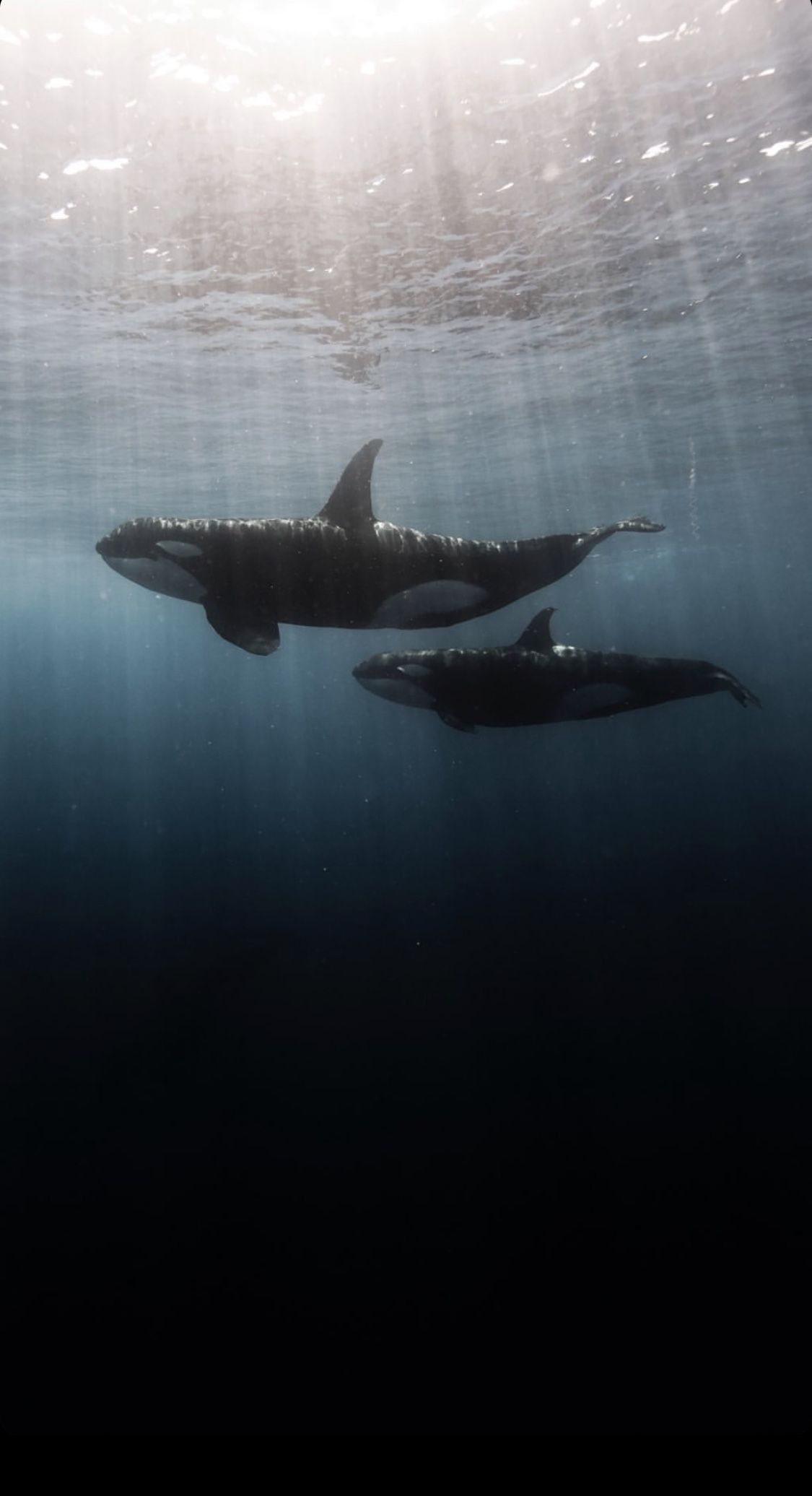 Orca Phone Wallpapers