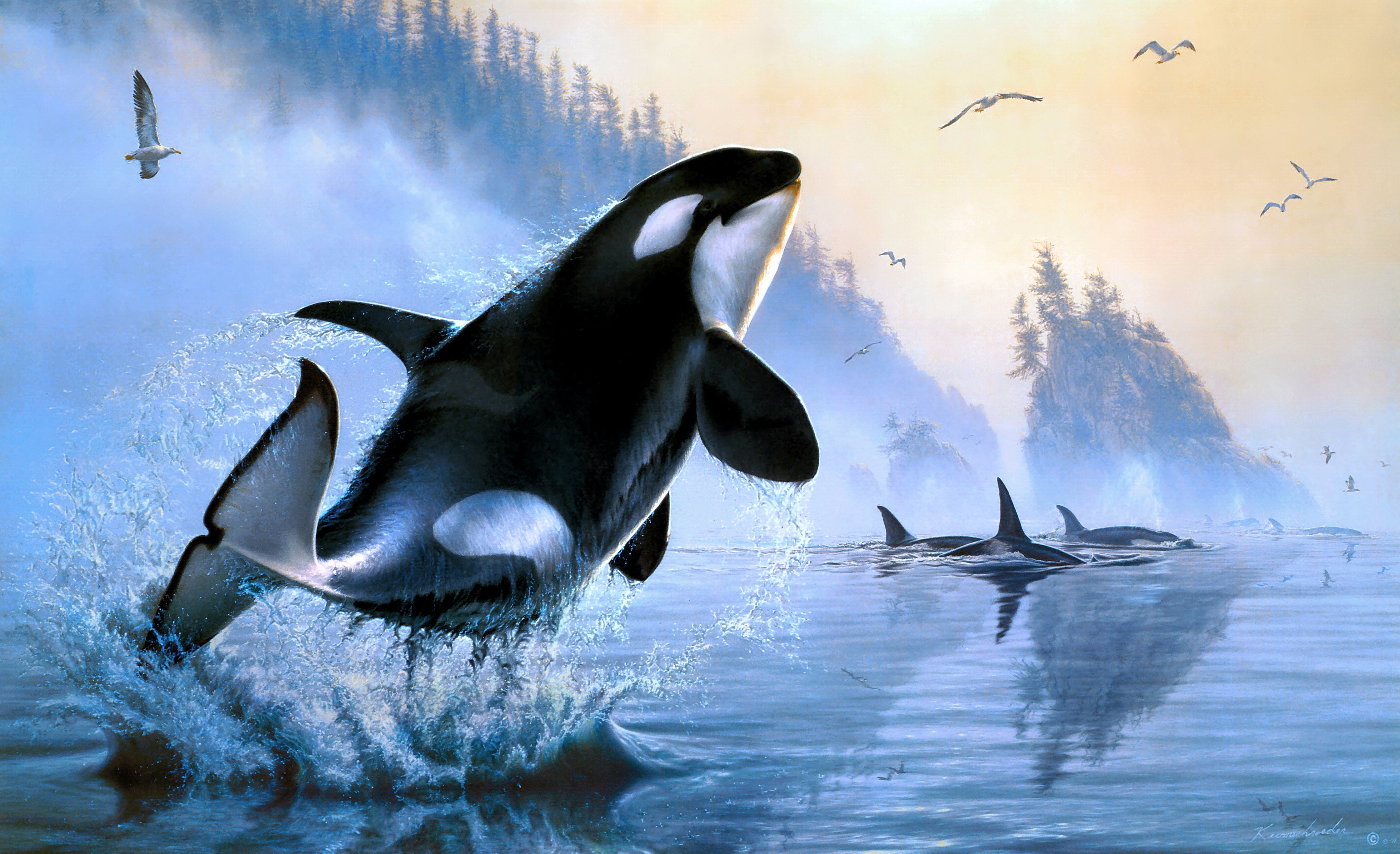 Orca Wallpapers