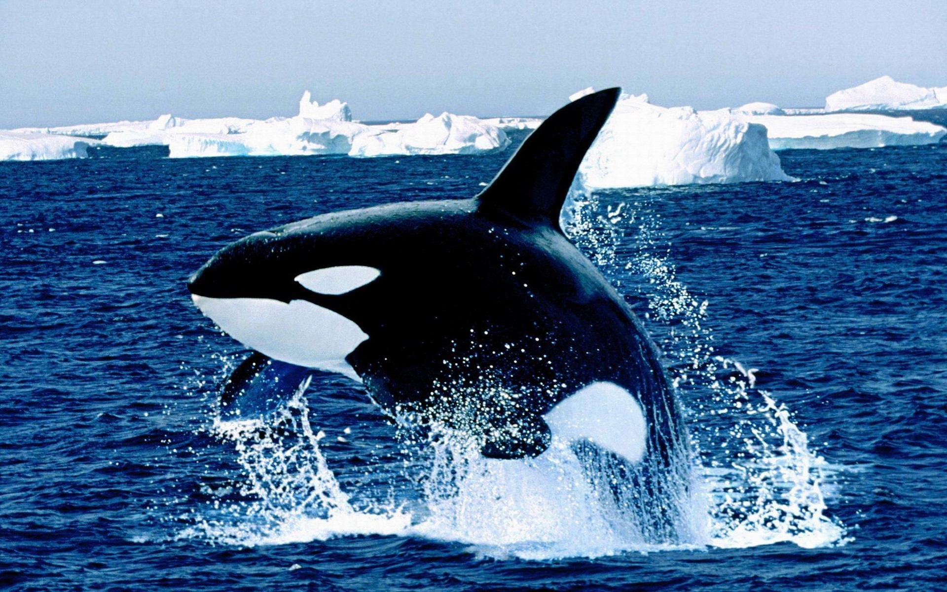 Orca Wallpapers