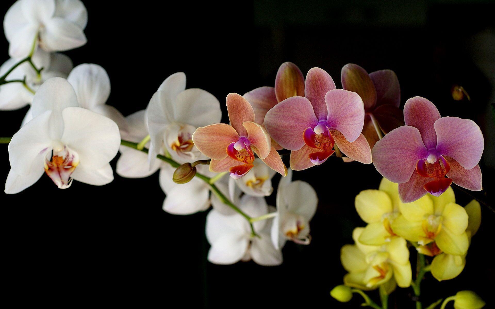 Orchid Desktop Wallpapers