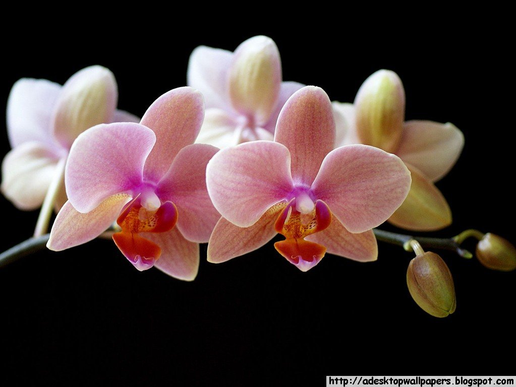 Orchid Desktop Wallpapers