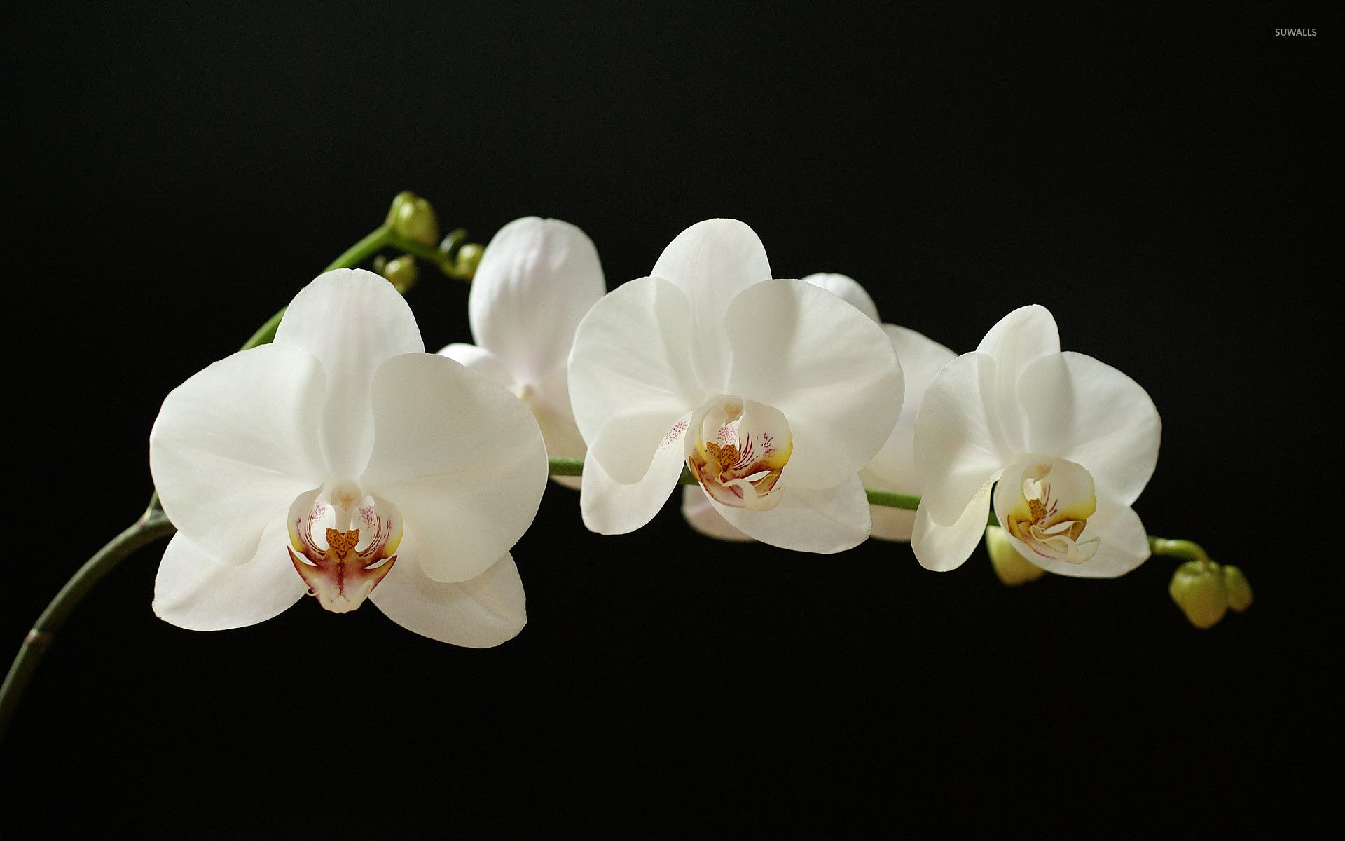 Orchid Desktop Wallpapers