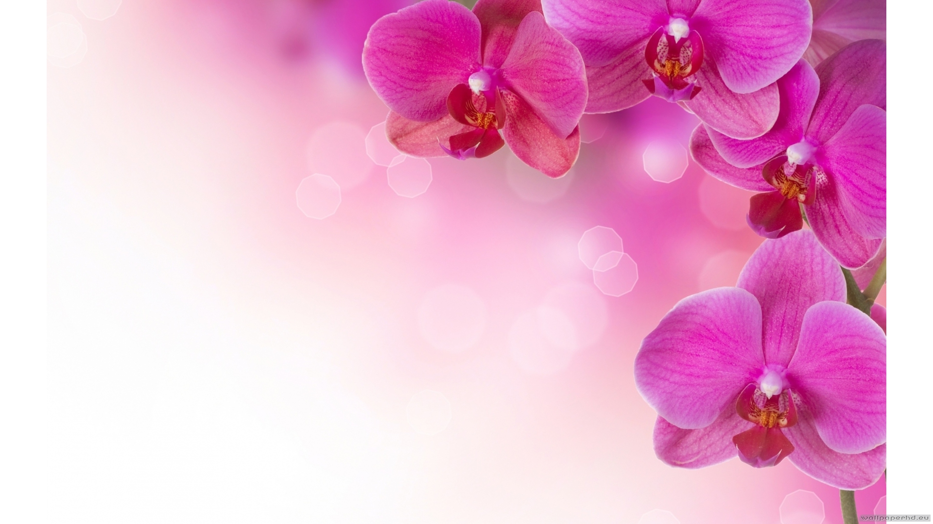 Orchid Desktop Wallpapers