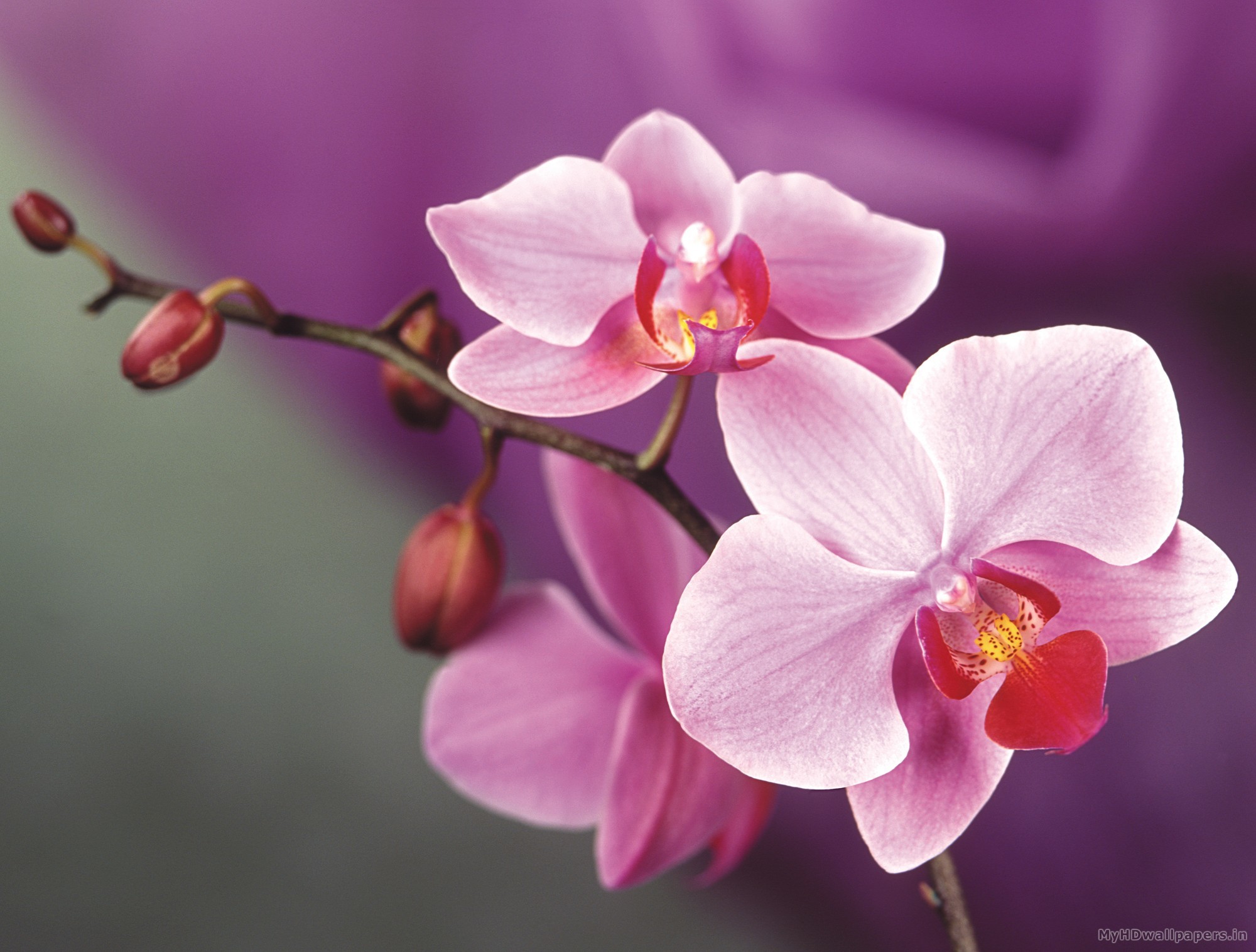 Orchid Desktop Wallpapers