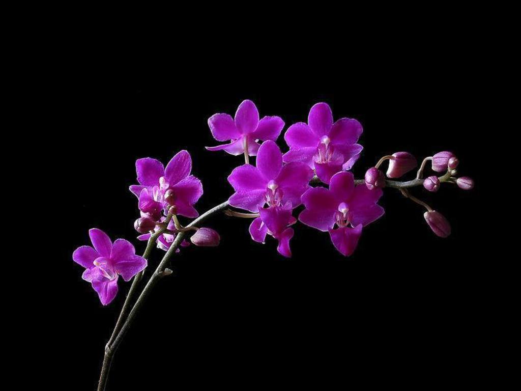 Orchid Desktop Wallpapers