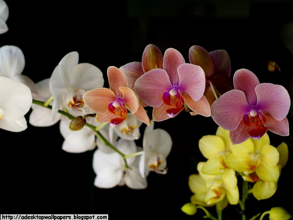 Orchid Desktop Wallpapers