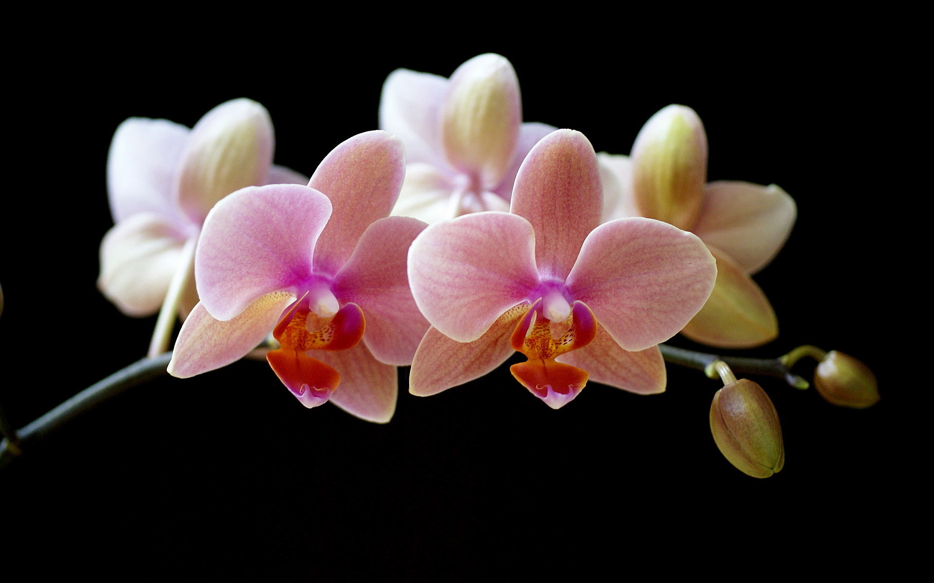 Orchid Desktop Wallpapers