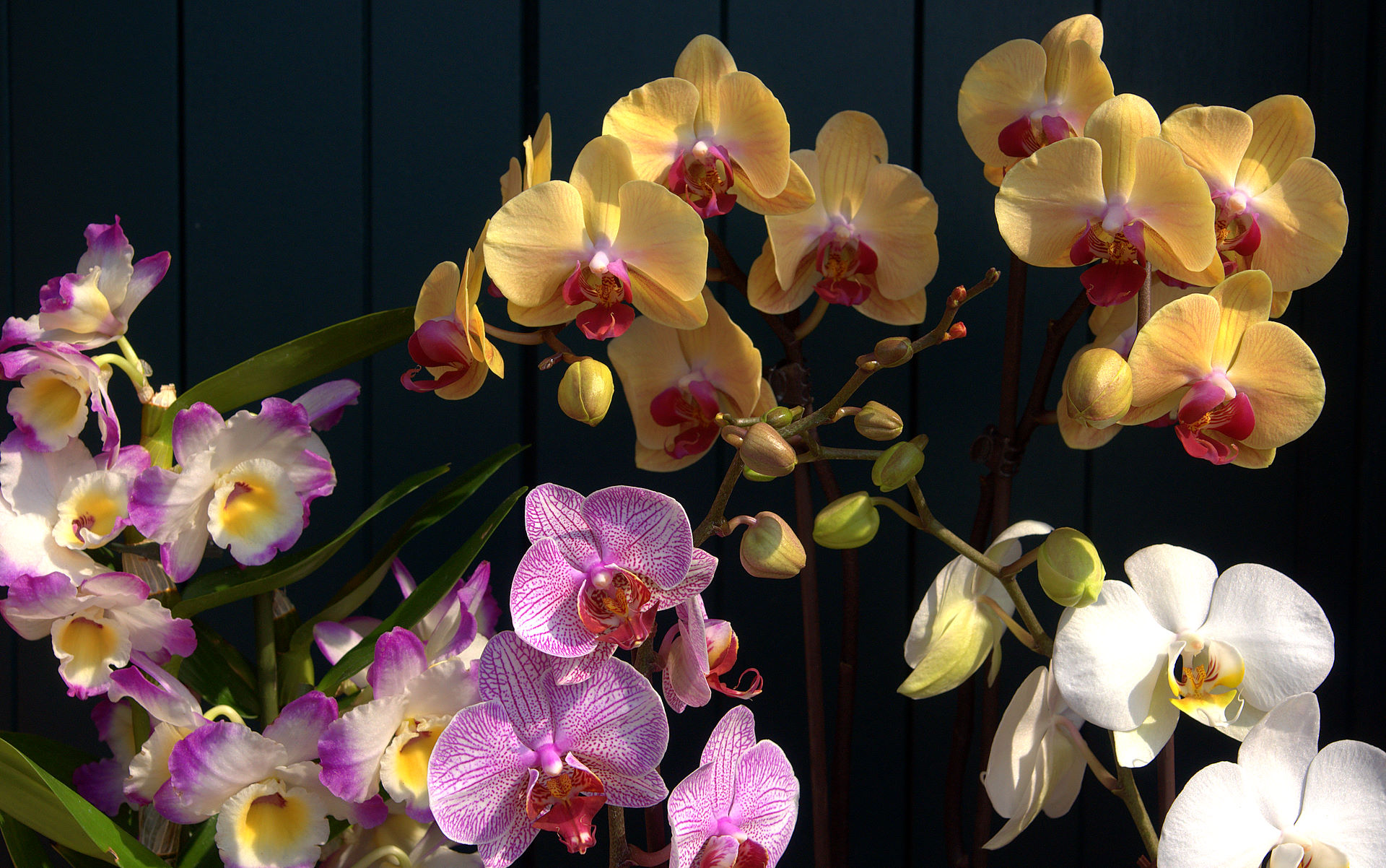 Orchid Desktop Wallpapers