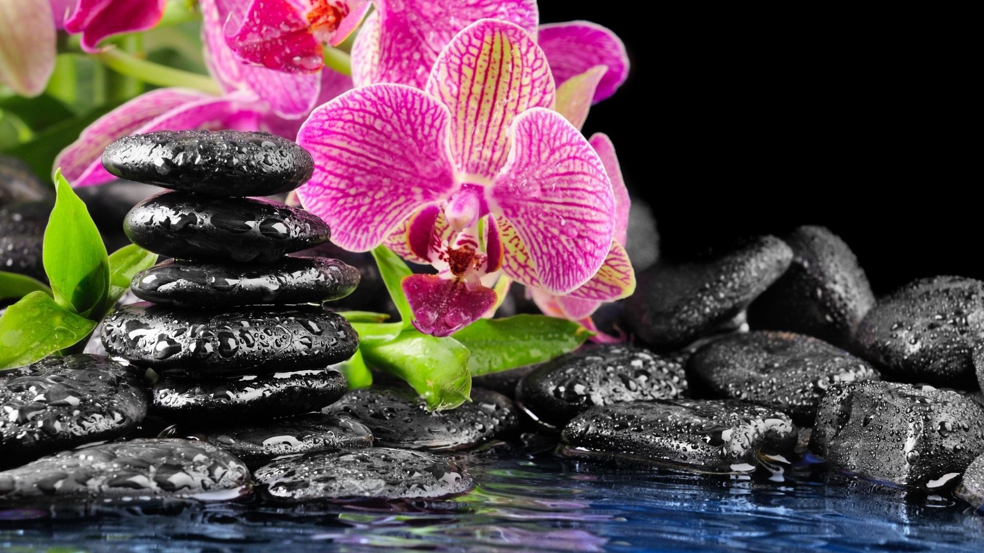 Orchid Desktop Wallpapers