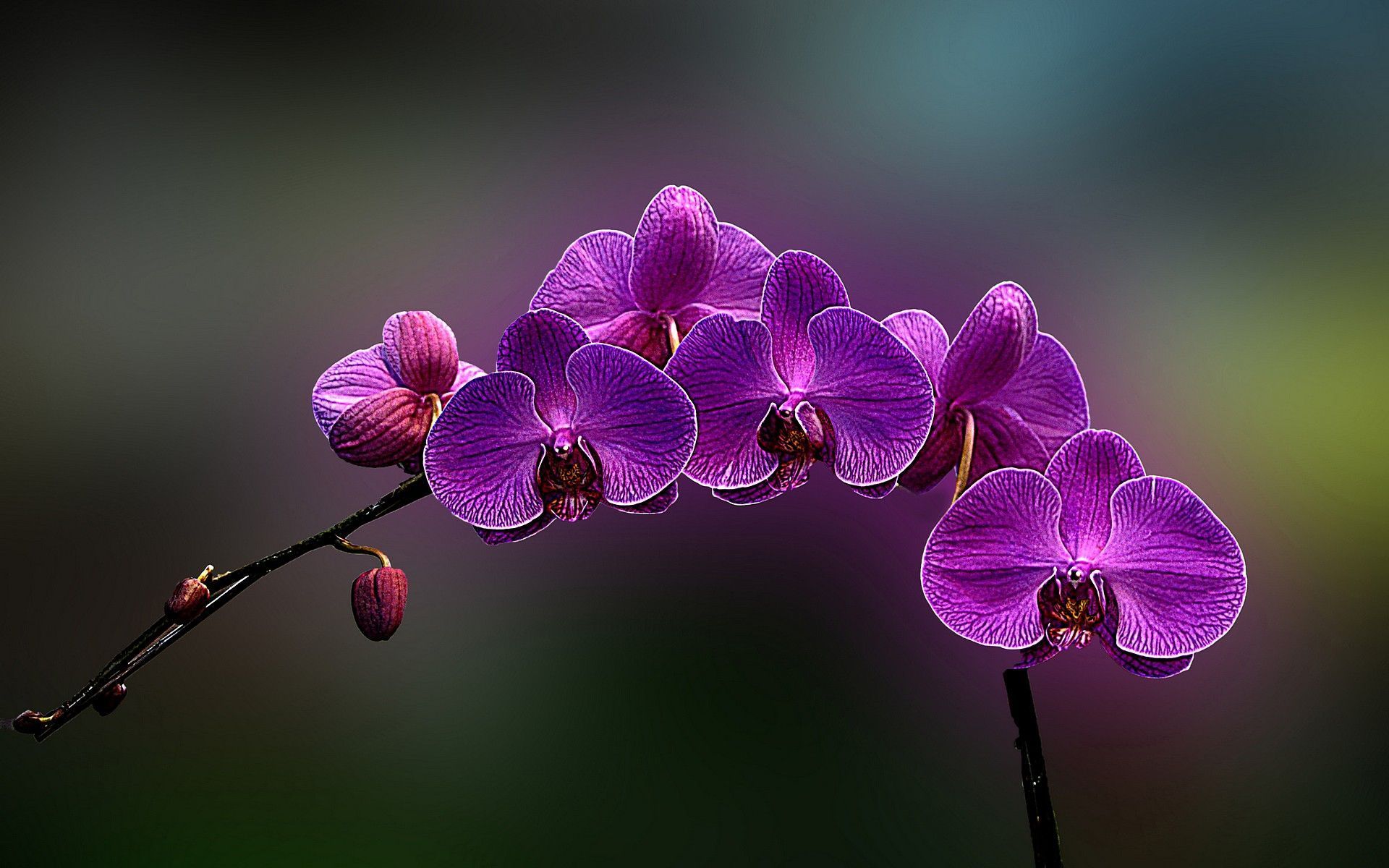 Orchid Wallpapers