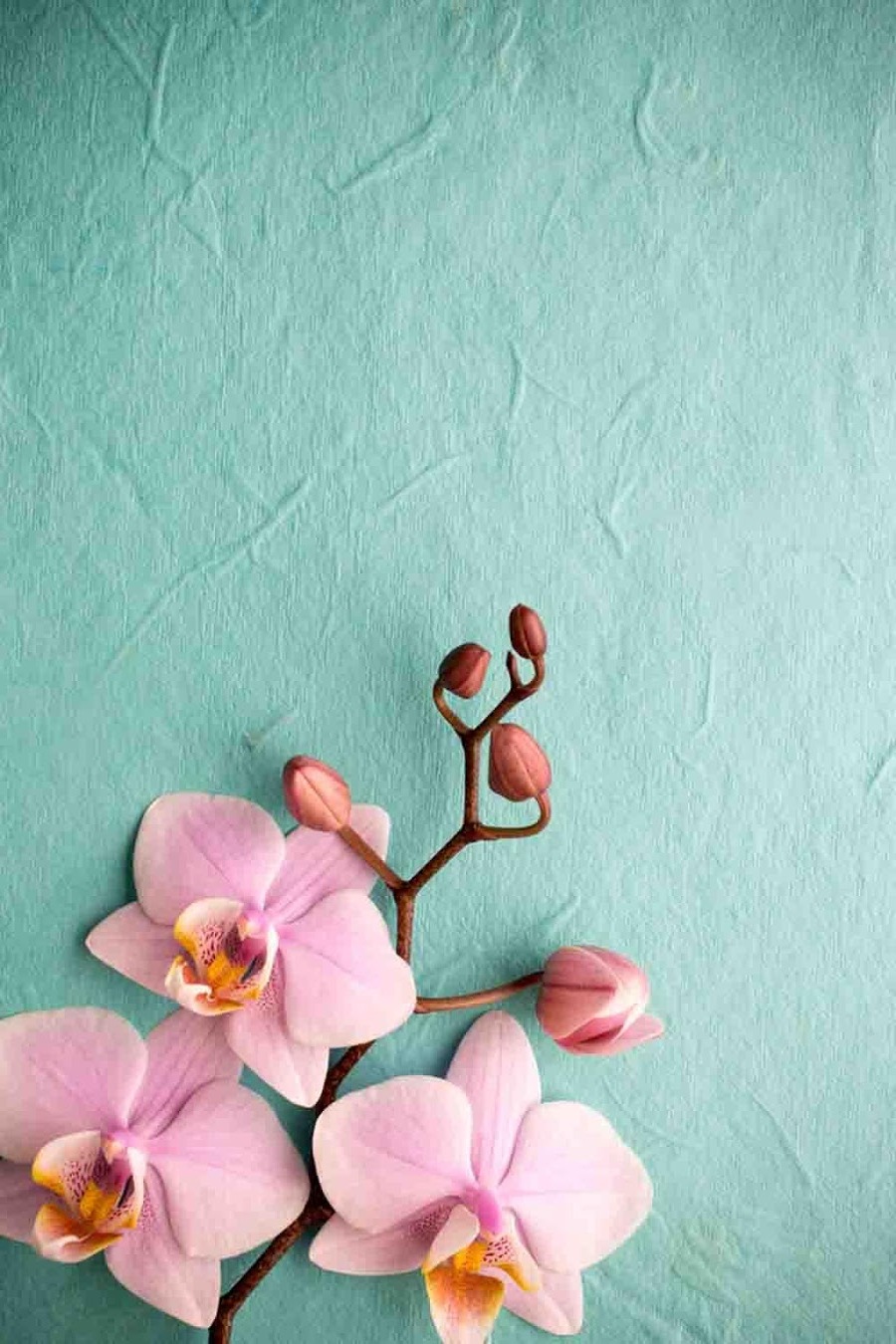 Orchid Wallpapers