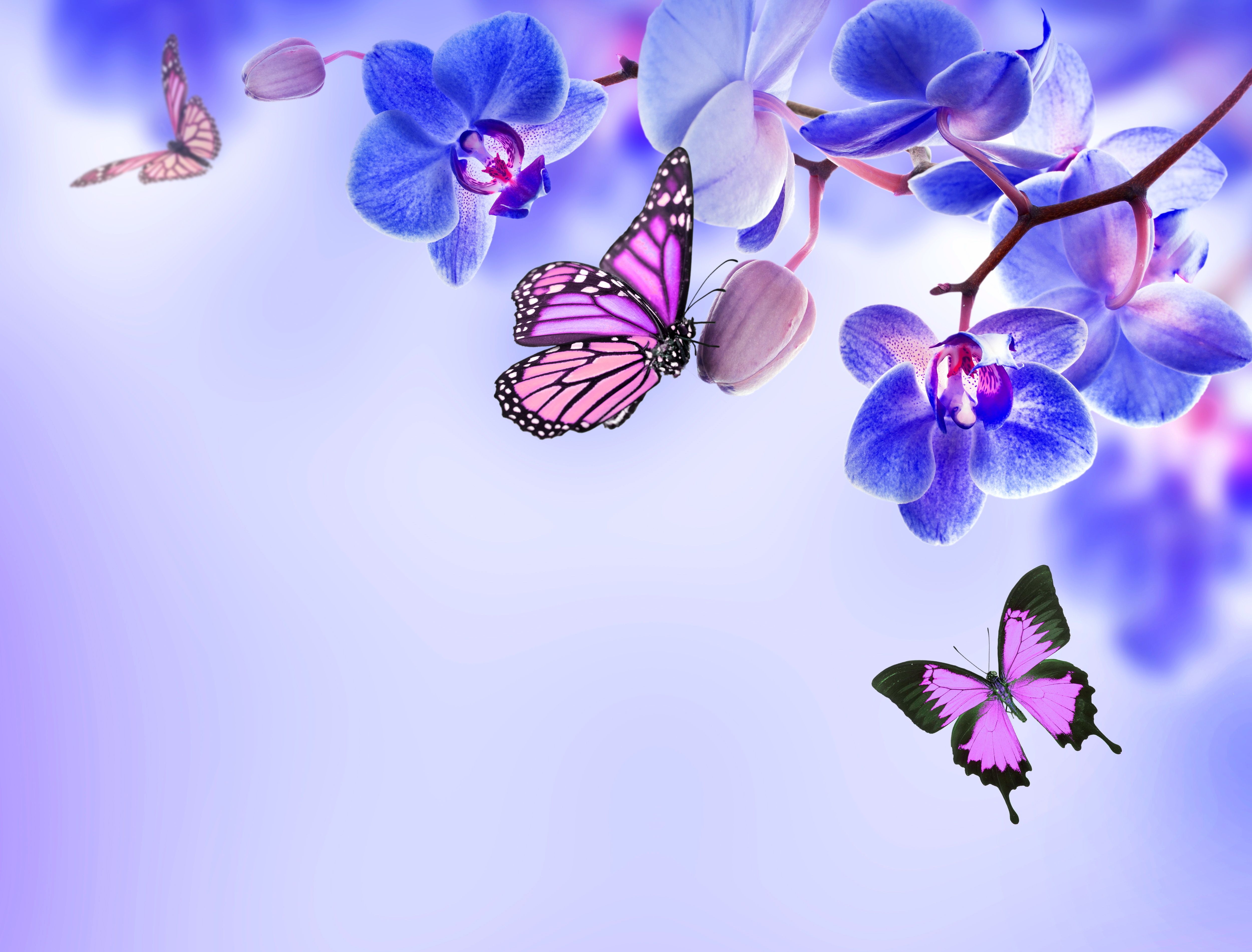 Orchids Background