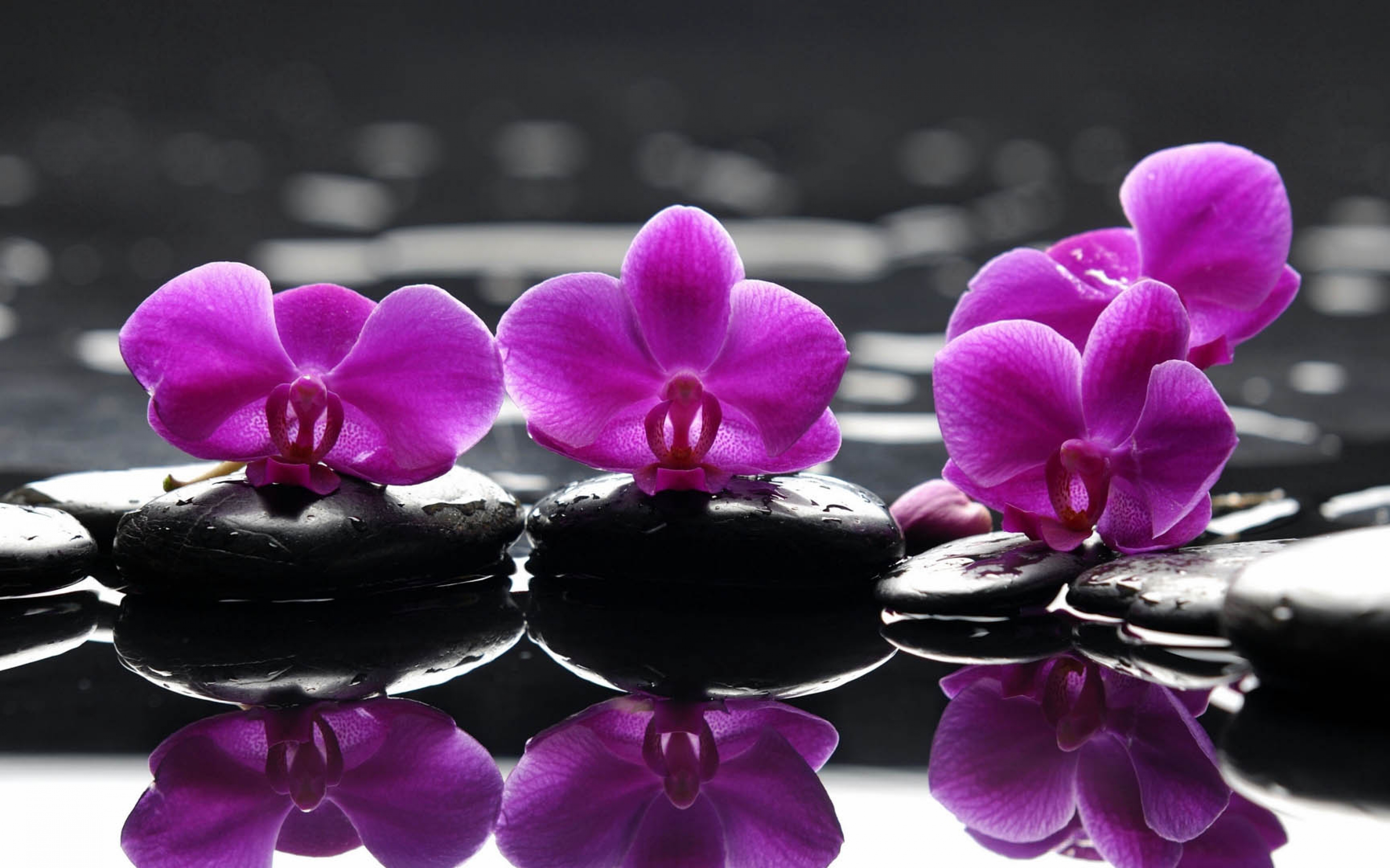 Orchids Background