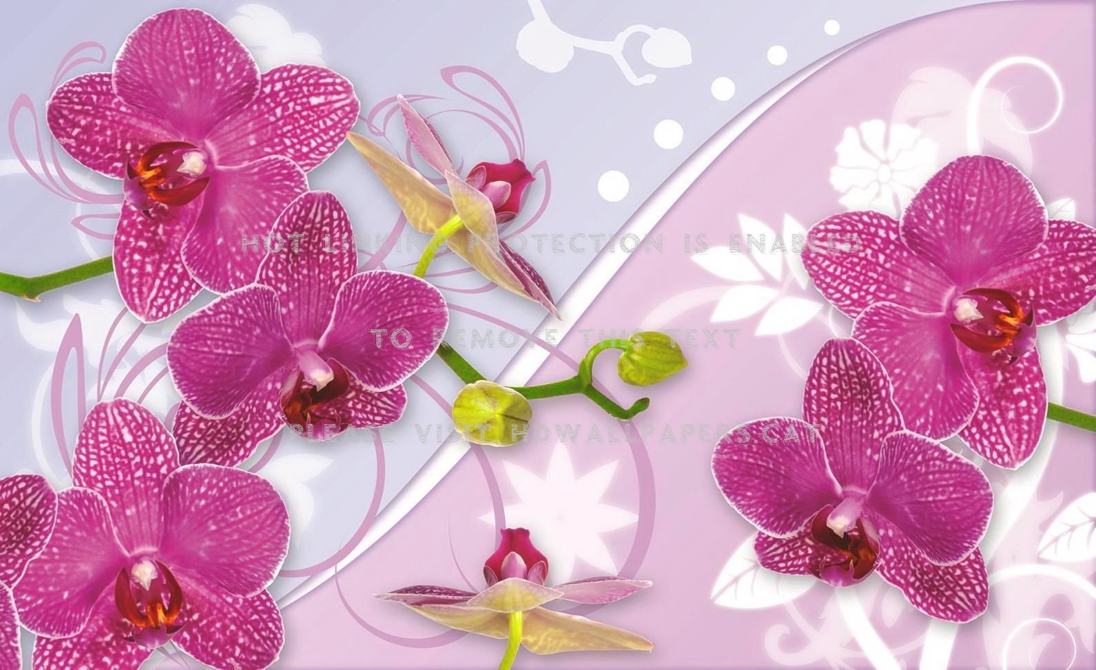 Orchids Background