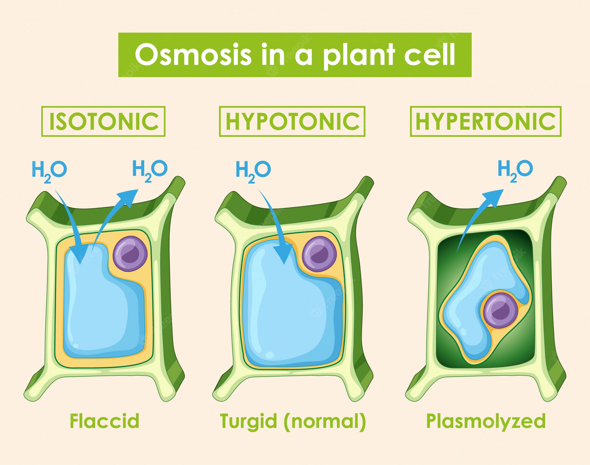 Osmosis Wallpapers