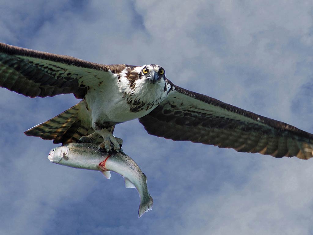 Osprey Wallpapers