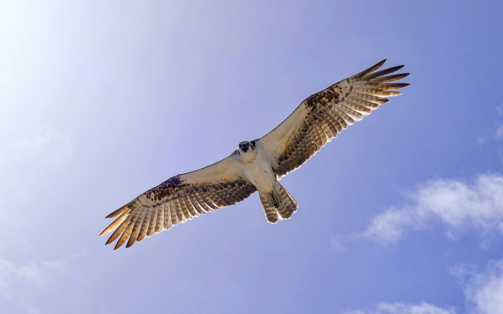 Osprey Wallpapers