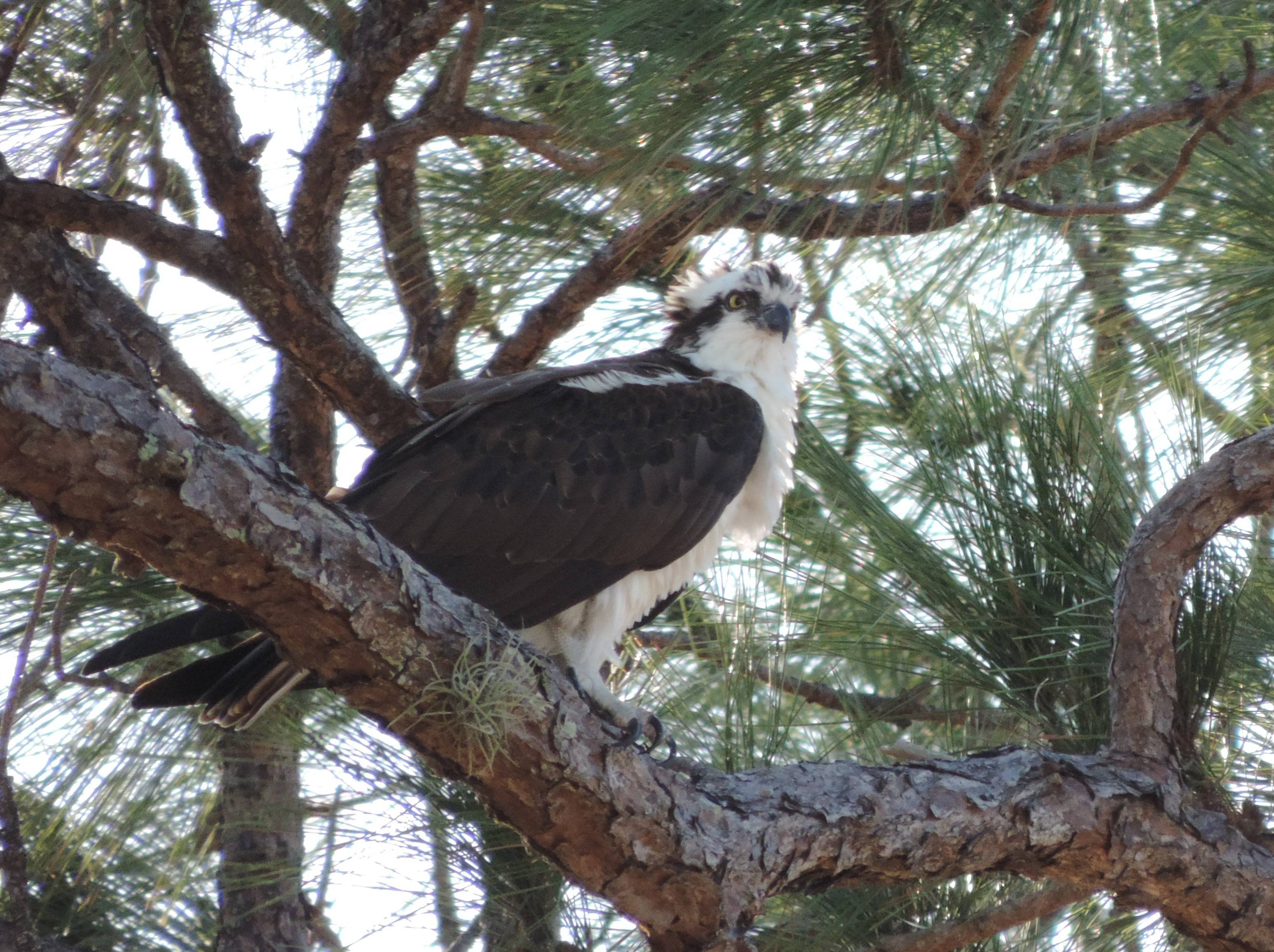 Osprey Wallpapers