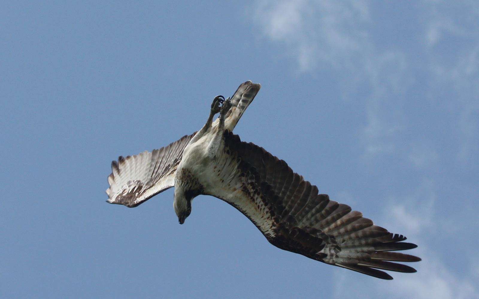 Osprey Wallpapers