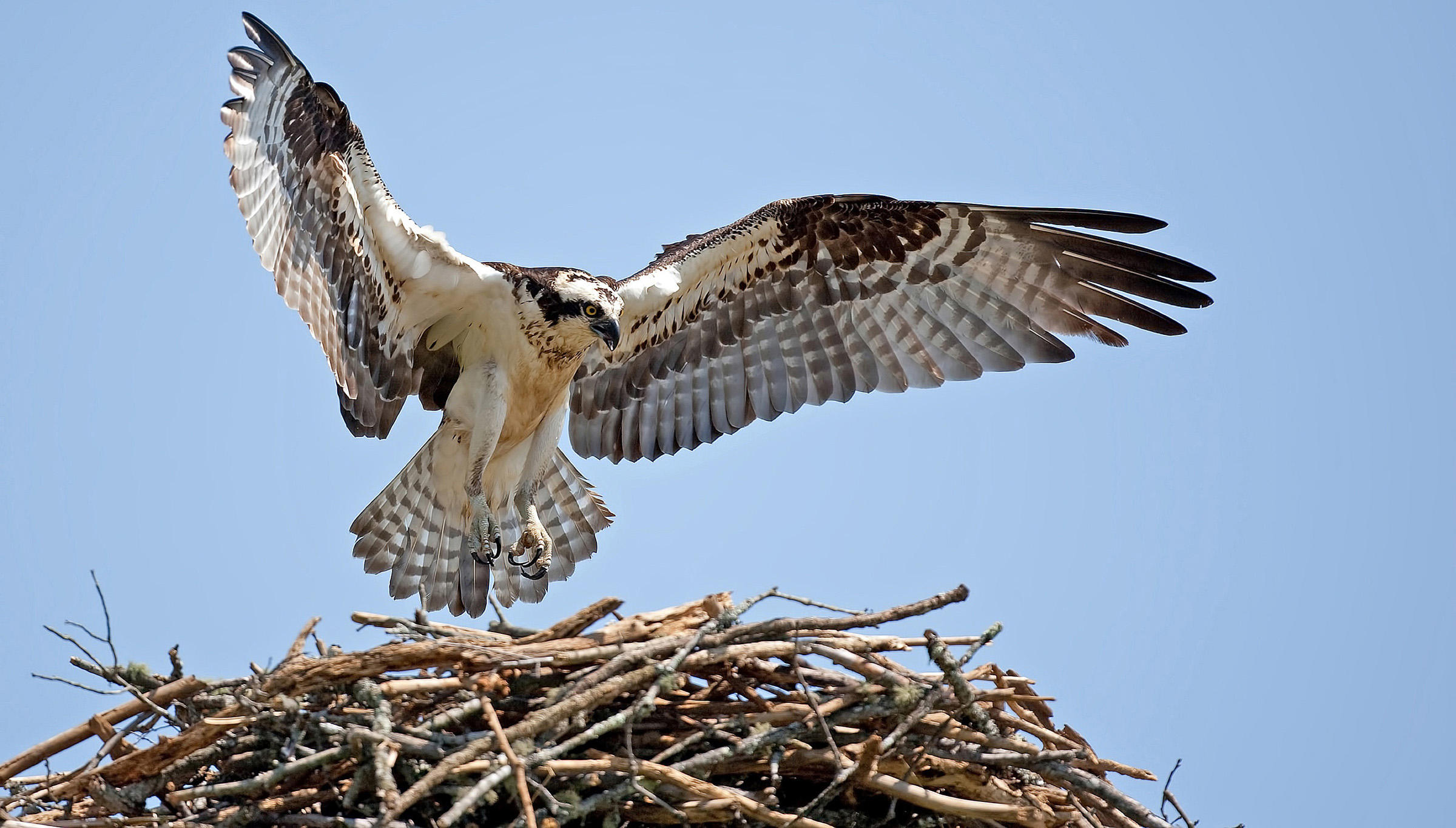 Osprey Wallpapers